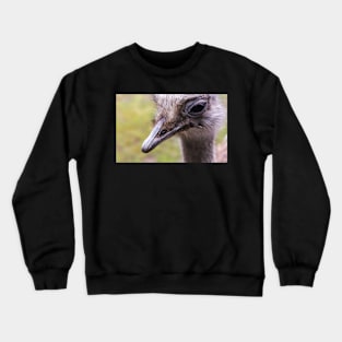 Portrait of common ostrich Crewneck Sweatshirt